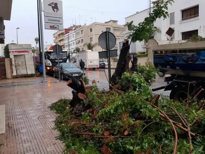 في غياب المراقبة.. أشجار العاصمة تتساقط تباعا وتهدد حياة المارة (صور+فيديو)