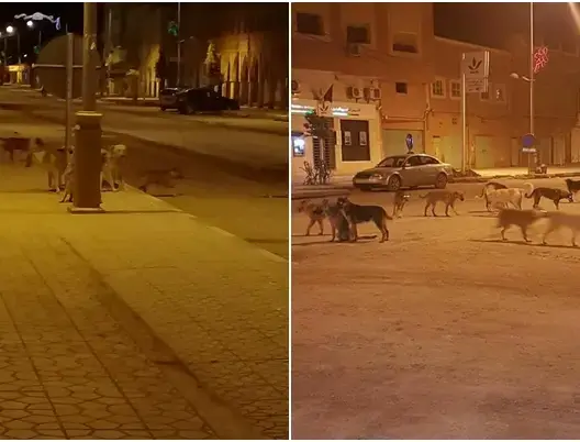 الكلاب الضالة تنهش جسد طفل.. وانتشارها يقلق ساكنة كلميمة
