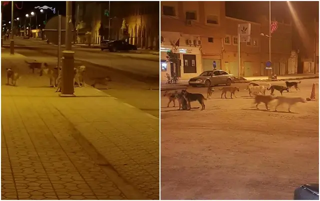 الكلاب الضالة تنهش جسد طفل.. وانتشارها يقلق ساكنة كلميمة