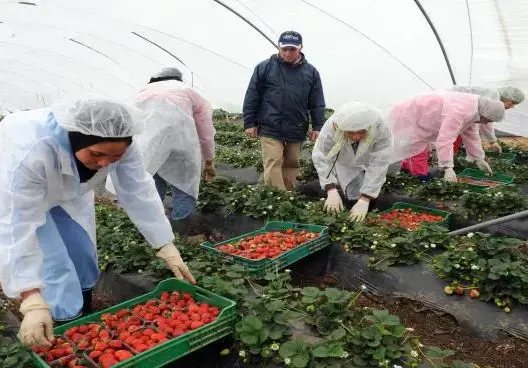 إسبانيا تستقدم 11 ألف عاملة مغربية لجني الفراولة