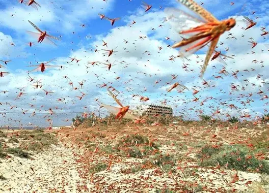 جحافل من الجراد تغزو إقليم طاطا والسلطات تستعد للتدخل عبر الطائرات