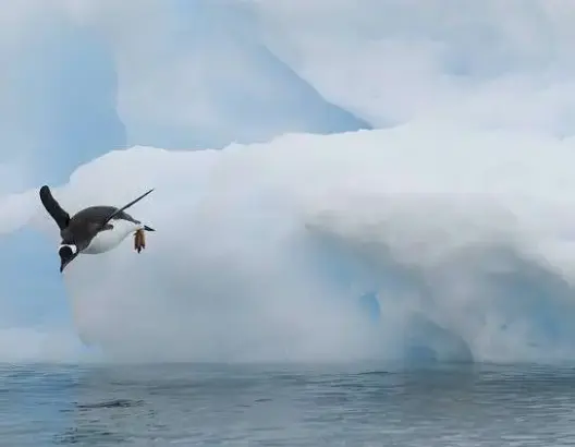 علماء روس يبحثون عن الحياة في جليد القطب الجنوبي