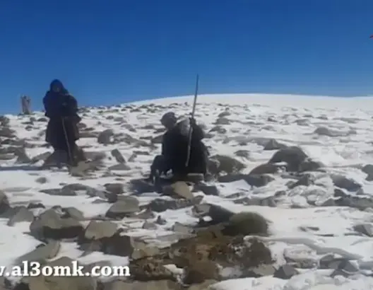 فيديو لحظة العثور على رحل تنغير في حالة حرجة ونفوق ما يزيد عن 220 رأس ماشية