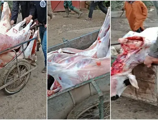 مستشار: توقفت عن أكل اللحم بسبب وضع المجازر.. ووزير الداخلية يرد
