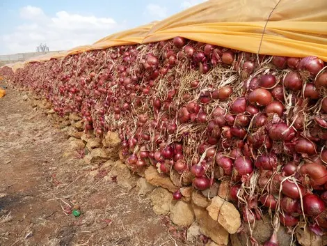 وصلت إلى 10 دراهم.. أسعار البصل “تحرق” جيوب المغاربة ودعوات لكبح المضاربين