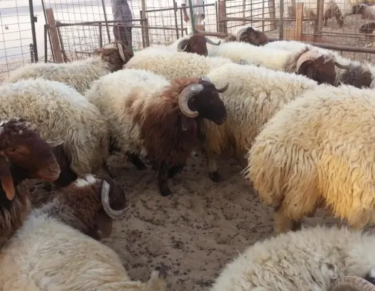 حجز مواشي مريضة.. لجان تفتيشية تراقب أسواق عيد الأضحى بورزازات
