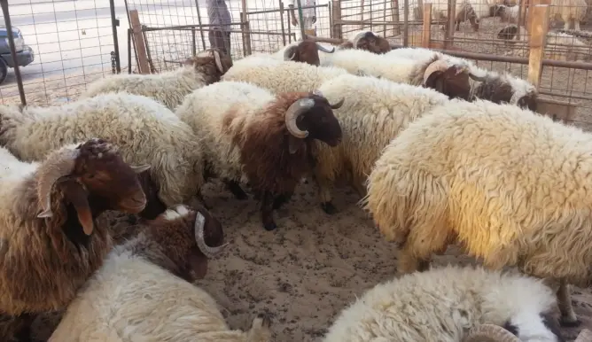 حجز مواشي مريضة.. لجان تفتيشية تراقب أسواق عيد الأضحى بورزازات