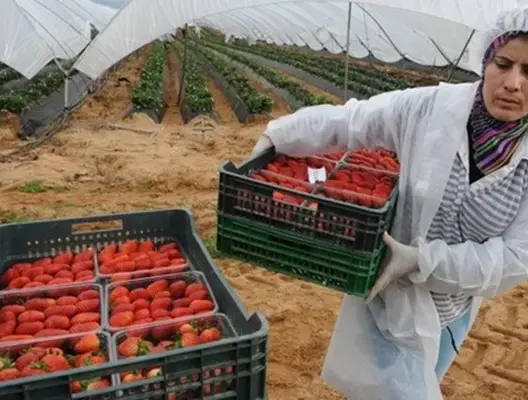 موسم جني الفراولة.. رجال أعمال إسبان يحلون بالمغرب لانتقاء العاملات