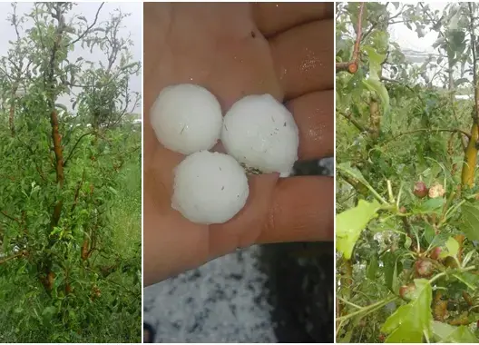 عاصفة رعدية مصحوبة بالبرد تضرب “إملشيل” وتتلف أشجار التفاح (صور)