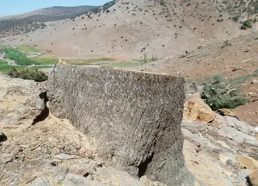 نهب غابة الأرز بميدلت .. جمعويون يستنجدون ومسؤول يوضح