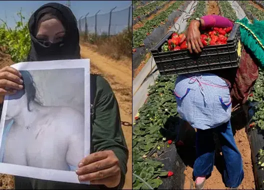 عاملات الفراولة بإسبانيا.. حالات صادمة ووقائع معزولة وخلل في “العقود”