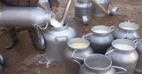 تعاونيات الحليب بالغرب تطالب بالاستغناء عن سنطرال وتدعو للحوار