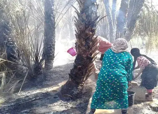 حريق مهول يأتي على عشرات أشجار النخيل بواحة كلميمة (صور)