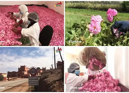 ورد قلعة امكونة .. أريج وعبق من القطف إلى التصنيع (فيديو + صور)