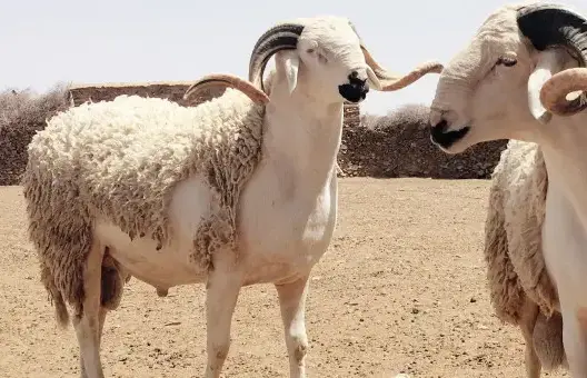الاحتفال بعيد الأضحى
