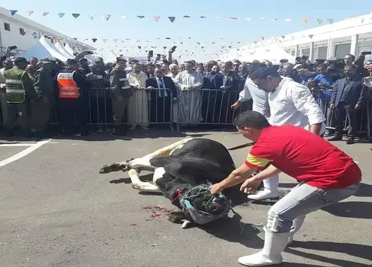 انزكان تفتتح ثاني أكبر سوق للجملة بالمغرب بـ”ذبيحة”