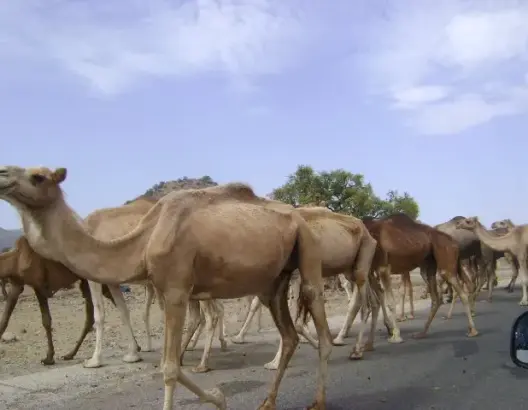 سلطات تارودانت تحسم في الترحال الرعوي وتضع شروطا على “الرُّحل”