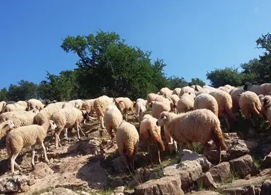 أخنوش يعِد بتنظيم الترحال وتهيئة المراعي بثلاث جهات في الجنوب