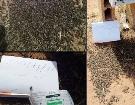 نفوق 4000 خلية نحل لأسباب غامضة بتارودانت.. ومطالب بفتح تحقيق