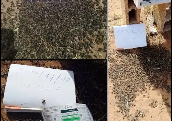 نفوق 4000 خلية نحل لأسباب غامضة بتارودانت.. ومطالب بفتح تحقيق