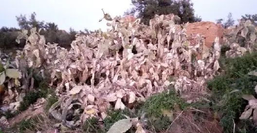الحشرة القرمزية تلحق أضرارا بالصبَّار وتؤرق ساكنة بضواحي أزيلال