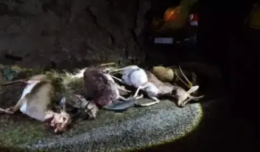 الحبس والغرامة لقاتل “غزلان” تيزنيت.. ومديرية الحافي تستأنف