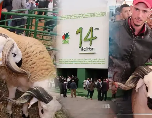 أضخم كبش بالمغرب.. تعرف على وزنه وكيف تم تسمينه (فيديو)