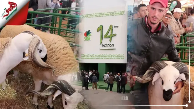 أضخم كبش بالمغرب.. تعرف على وزنه وكيف تم تسمينه (فيديو)