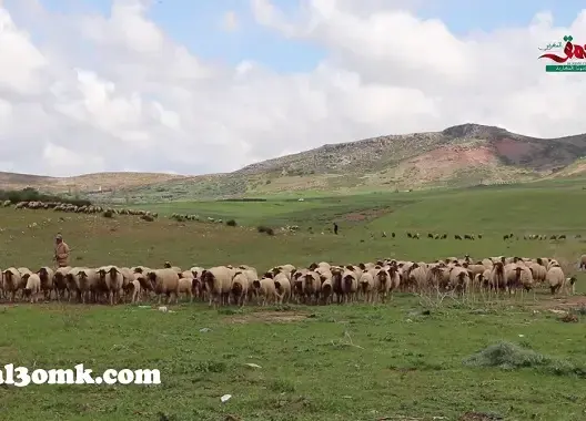 بعد التساقطات المطرية الأخيرة.. الفلاحة تنتعش بسهل سايس (فيديو)