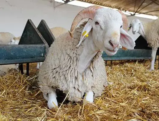 جماعة تطوان تمنع رسميا بيع أضاحي العيد داخل الأحياء السكنية