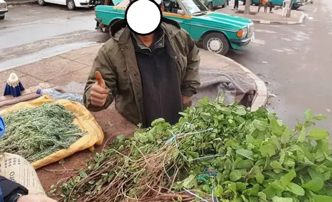 الأونسا: نعناع “سوس” خطير على الصحة .. والسبب المبيدات (وثيقة)