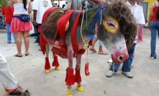 يوم عيد العمال.. بلدة مكسيكية تنظم مسابقة ملكة جمال الحمير