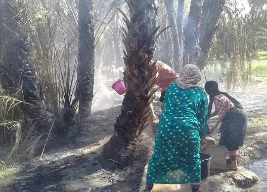 “حرائق مجهولة” تحول واحة بالراشيدية إلى رماد.. والساكنة تستغيث