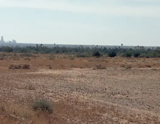 مصانع تحاصر واحة تيدسي بتاروادنت.. وحقوقيون يدقون ناقوس الخطر