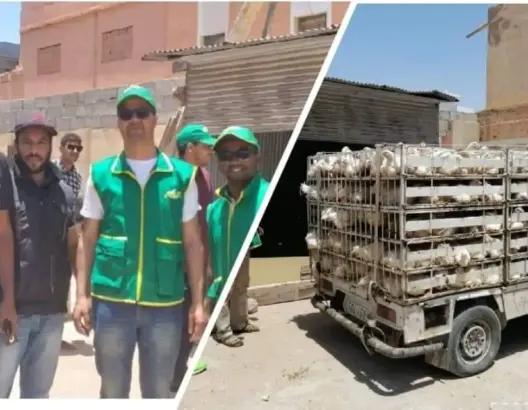 في سابقة.. جمعية توزع 1400 ديك على أسر معوزة بالعيون (صور)