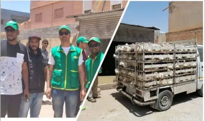 في سابقة.. جمعية توزع 1400 ديك على أسر معوزة بالعيون (صور)