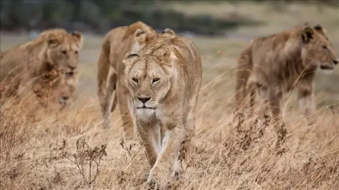 أسود