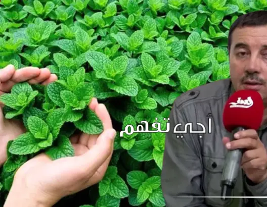 “أجي تفهم مع الشافعي”.. النعناع والمبيدات الخطيرة ولماذا مُنع بيعه (فيديو)
