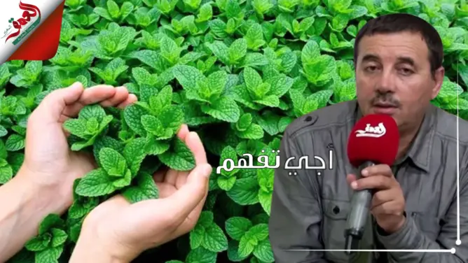 أجي تفهم مع الشافعي..النعناع والمبيدات الخطيرة ولماذا قرار منع بيعه