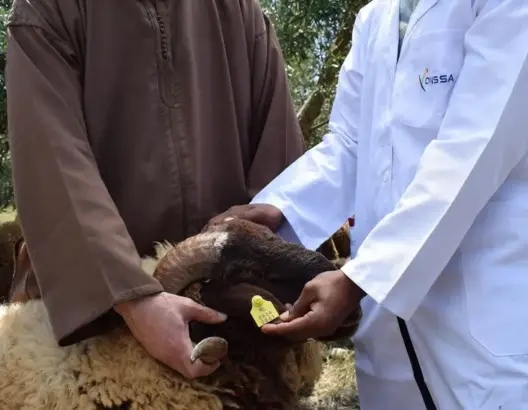 قبل العيد.. ترقيم أزيد من 4.5 مليون رأس من الأغنام والماعز