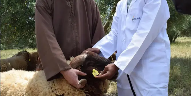 قبل العيد.. ترقيم أزيد من 4.5 مليون رأس من الأغنام والماعز