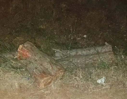 اجتثاث أشجار الصنوبر في جنح الليل يستنفر نشطاء البيئة بدمنات
