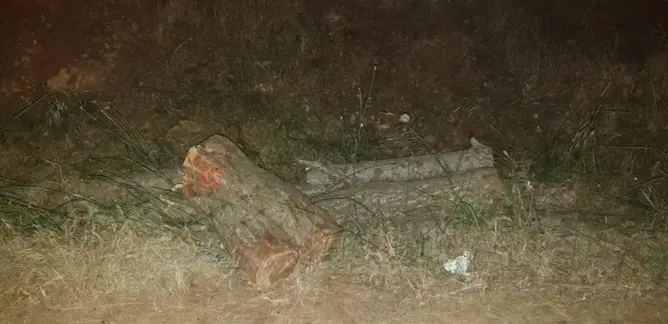 اجتثاث أشجار الصنوبر في جنح الليل يستنفر نشطاء البيئة بدمنات