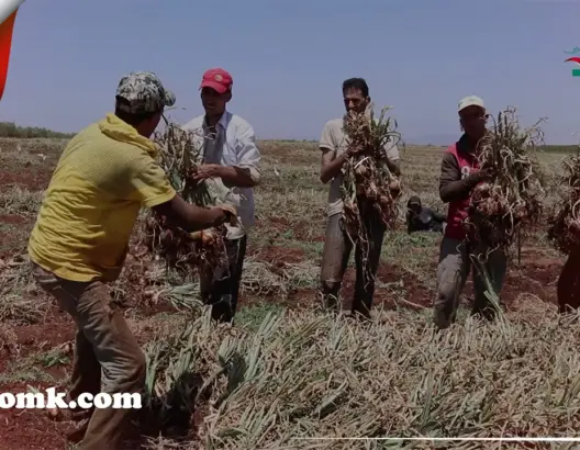 إنتاج وافر للبصل وأثمنة متباينة قبل أيام من عيد الأضحى.. تعرف على الأسباب(فيديو)