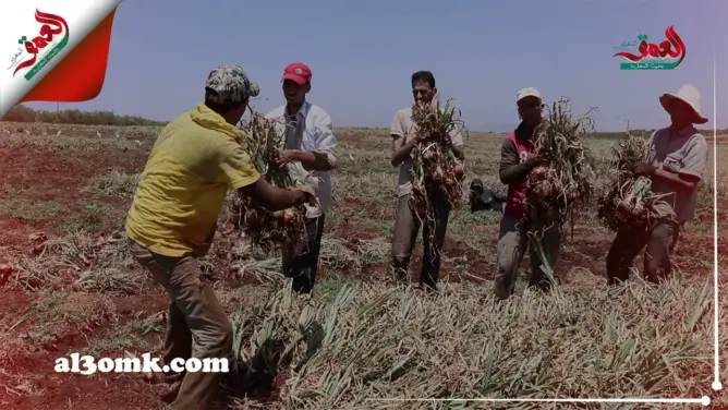إنتاج وافر للبصل وأثمنة متباينة قبل أيام من عيد الأضحى.. تعرف على الأسباب(فيديو)