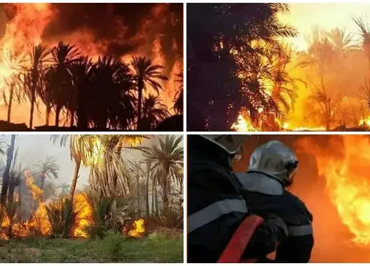 حريق مهول يحول واحة بالرشيدية لرماد.. والجيش يستعين بطائرات (فيديو)