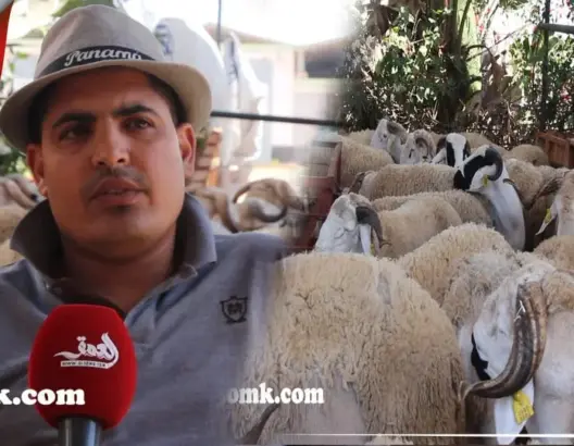 أضاحي العيد بالبيضاء.. تعرف على أصنافها وأسعارها ونصائح لاختيارها
