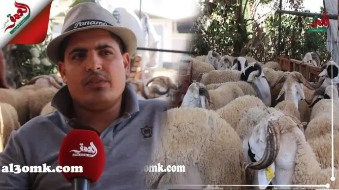 أضاحي العيد بالبيضاء.. تعرف على أصنافها وأسعارها ونصائح لاختيارها
