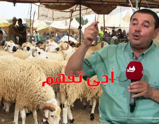 أجي تْفهمْ: خروف العيد.. وطريقة اختياره من “الزّْريبة إلى الكوزينة” (فيديو)