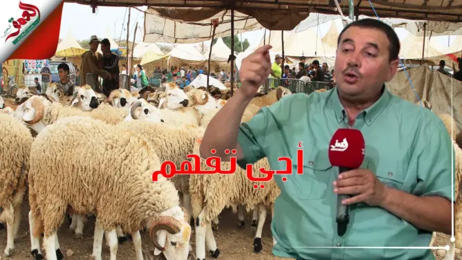 أجي تْفهمْ: خروف العيد.. وطريقة اختياره من “الزّْريبة إلى الكوزينة” (فيديو)